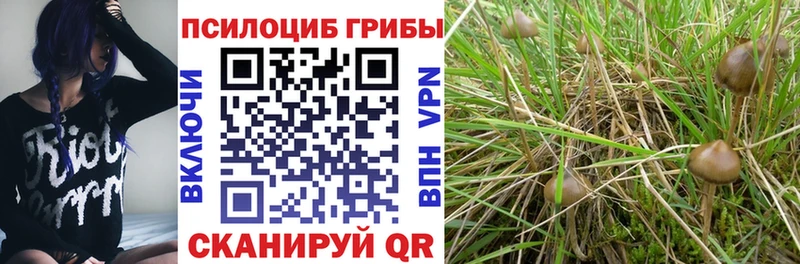 сколько стоит  Махачкала  Псилоцибиновые грибы Psilocybine cubensis 