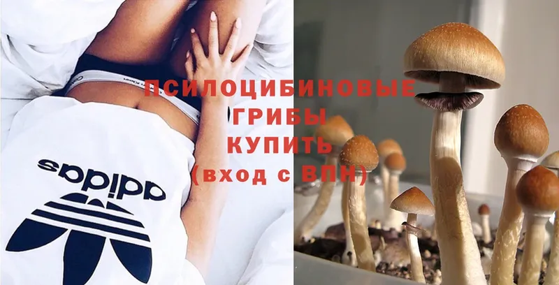 Галлюциногенные грибы Psilocybine cubensis  Махачкала 