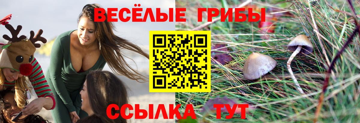 Псилоцибиновые грибы Psilocybine cubensis Махачкала
